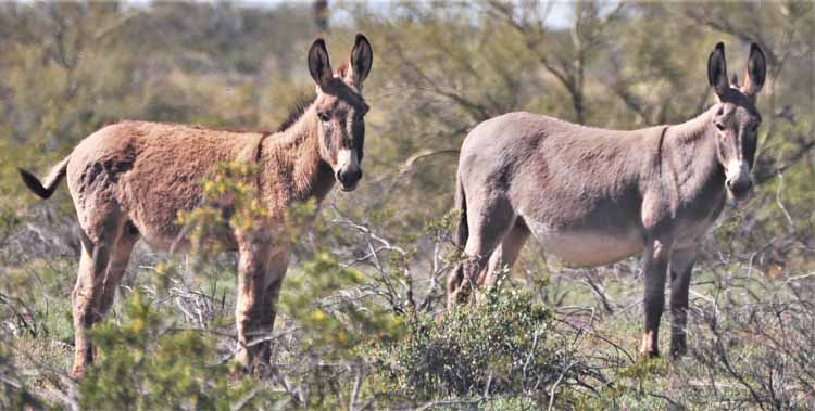 donkeys